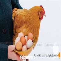 فروش مرغ بومی تخم گذار در تهران در گروه مرغ و خروس و بوقلمون و اردک قو قاز در یکمیوه
