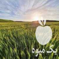 فروش گندم درجه یک در بیجار در گروه خرید فروش عمده گندم و جو - بلغور شیرازی فروش عمده محصول کشاورزی در یکمیوه