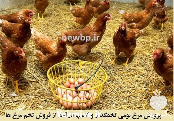 فروش مرغ تخم گذار در تهران در گروه مرغ و خروس و بوقلمون و اردک قو قاز در یکمیوه -عکس1