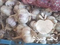 فروش سیر برای ترشی در اردبیل در گروه خرید فروش عمده سیر - تازه خام ترشی خشک صادراتی در یکمیوه -عکس1