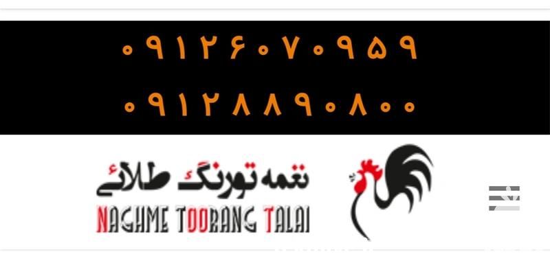 فروش پولت تخمگذار در تهران در گروه مرغ و خروس و بوقلمون و اردک قو قاز در یکمیوه -عکس1