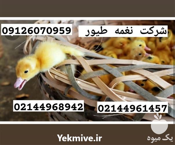 فروش جوجه اردک پکنی در تهران در گروه مرغ و خروس و بوقلمون و اردک قو قاز در یکمیوه -عکس1