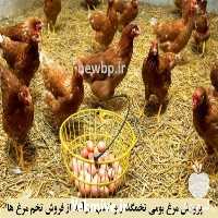 فروش مرغ تخم گذار در تهران در گروه مرغ و خروس و بوقلمون و اردک قو قاز در یکمیوه
