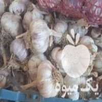 فروش سیر برای ترشی در اردبیل در گروه خرید فروش عمده سیر - تازه خام ترشی خشک صادراتی در یکمیوه