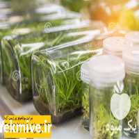 فروش محیط کشت ارکیده در تهران در گروه سایر محصولات خاک و تغذیه و نهال در یکمیوه