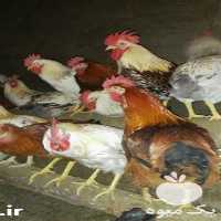 فروش خروس زنده بومی در تهران در گروه مرغ و خروس و بوقلمون و اردک قو قاز در یکمیوه