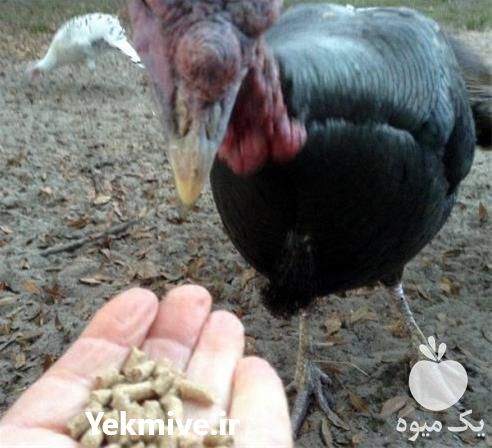 خرید و فروش جوجه بوقلمون آمریکایی در تهران در گروه مرغ و خروس و بوقلمون و اردک قو قاز در یکمیوه -عکس1