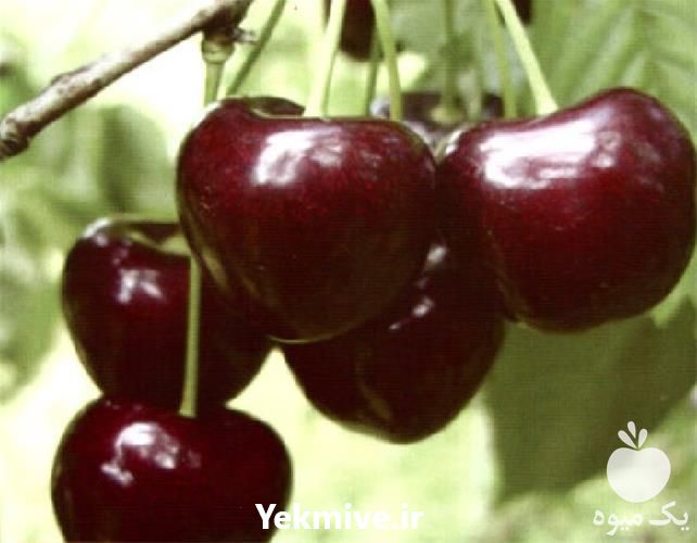 خرید نهال گیلاس در تهران در گروه خرید فروش نهال - انواع گردو پسته بادام سلطانی انگور در یکمیوه -عکس1