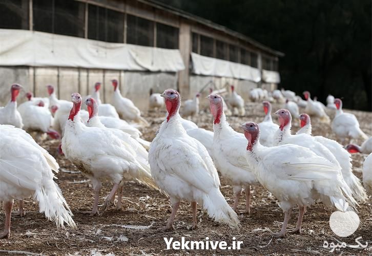 فروش جوجه بوقلمون در تهران در گروه مرغ و خروس و بوقلمون و اردک قو قاز در یکمیوه -عکس1