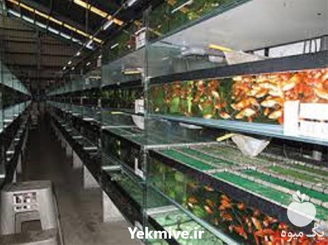 فروش آموزش پرورش ماهی زینتی در تهران در گروه مشاوره - راه اندازی بازاریابی کسب درآمد بهبود کسب و کار در یکمیوه -عکس1