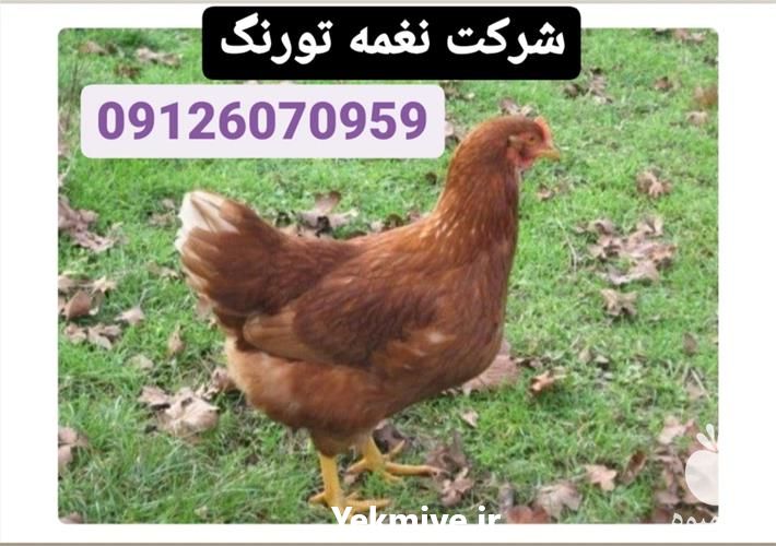 فروش نیمچه مرغ در تهران در گروه مرغ و خروس و بوقلمون و اردک قو قاز در یکمیوه -عکس1