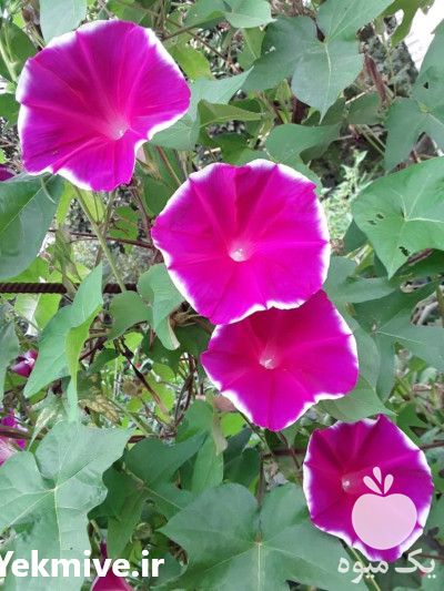 فروشگاه گیاهان زینتی در گیلان در گروه خرید فروش عمده گیاهان زینتی - گرمسیری آپارتمانی باغچه آب در یکمیوه -عکس1