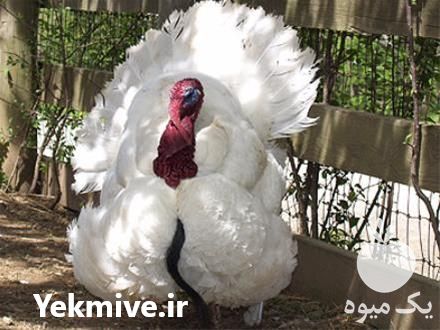قیمت فروش جوجه بوقلمون در تهران در گروه مرغ و خروس و بوقلمون و اردک قو قاز در یکمیوه -عکس1