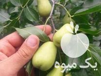 فروش نهال عناب پیوندی در کیاکلا در گروه خرید فروش نهال - انواع گردو پسته بادام سلطانی انگور در یکمیوه -عکس1