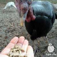 خرید و فروش جوجه بوقلمون آمریکایی در تهران در گروه مرغ و خروس و بوقلمون و اردک قو قاز در یکمیوه
