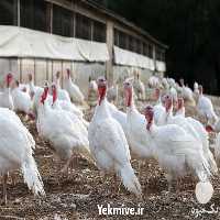 فروش جوجه بوقلمون در تهران در گروه مرغ و خروس و بوقلمون و اردک قو قاز در یکمیوه