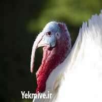 فروش نژاد بوقلمون در تهران در گروه مرغ و خروس و بوقلمون و اردک قو قاز در یکمیوه