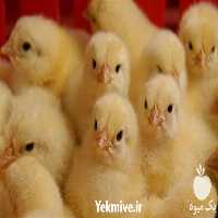 فروش عمده جوجه گوشتی در تهران در گروه مرغ و خروس و بوقلمون و اردک قو قاز در یکمیوه