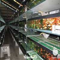 فروش آموزش پرورش ماهی زینتی در تهران در گروه مشاوره - راه اندازی بازاریابی کسب درآمد بهبود کسب و کار در یکمیوه