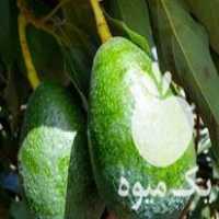 فروش نهال آووکادو بیکن پیوندی در ساری در گروه خرید فروش نهال - انواع گردو پسته بادام سلطانی انگور در یکمیوه