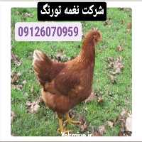 فروش نیمچه مرغ در تهران در گروه مرغ و خروس و بوقلمون و اردک قو قاز در یکمیوه