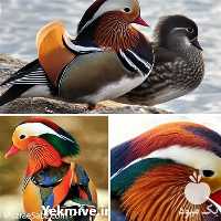 فروش توزیع تخم نطفه دار اردک  در تهران در گروه انواع تخم ها - مرغ بوقلمون پرنده عمده کشاورزی در یکمیوه