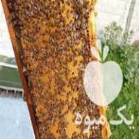 فروش زنبور عسل کارنیکا در ساری در گروه زنبورعسل - زنبورداری نوین صنعتی مدرن کندو در یکمیوه