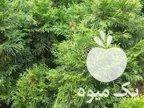 فروش گل و گیاه ویوکا در تنکابن در گروه خرید فروش عمده گیاهان زینتی - گرمسیری آپارتمانی باغچه آب در یکمیوه -عکس1