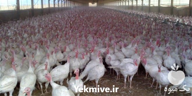 فروش جوجه بوقلمون بیوتی در تهران در گروه مرغ و خروس و بوقلمون و اردک قو قاز در یکمیوه -عکس1