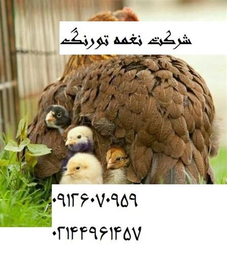 فروش جوجه یکروزه در تهران در گروه مرغ و خروس و بوقلمون و اردک قو قاز در یکمیوه -عکس1