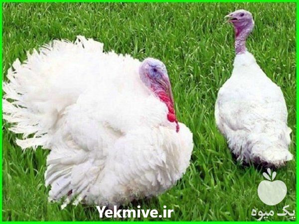 قیمت فروش جوجه بیوتی در تهران در گروه مرغ و خروس و بوقلمون و اردک قو قاز در یکمیوه -عکس1