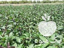 فروش ریشه نعنا فلفلی درجه یک در ملایر در گروه خرید فروش عمده انواع سبزی ها در یکمیوه -عکس1