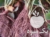 فروش نشا توت فرنگی در سنندج در گروه خرید فروش نشا - انواع گوجه برنج کاهو پیاز کاری فرنگی در یکمیوه -عکس1