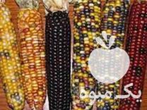 فروش بذر ذرت رنگی در تهران در گروه سایر محصولات فرنگی فروش عمده در یکمیوه -عکس1