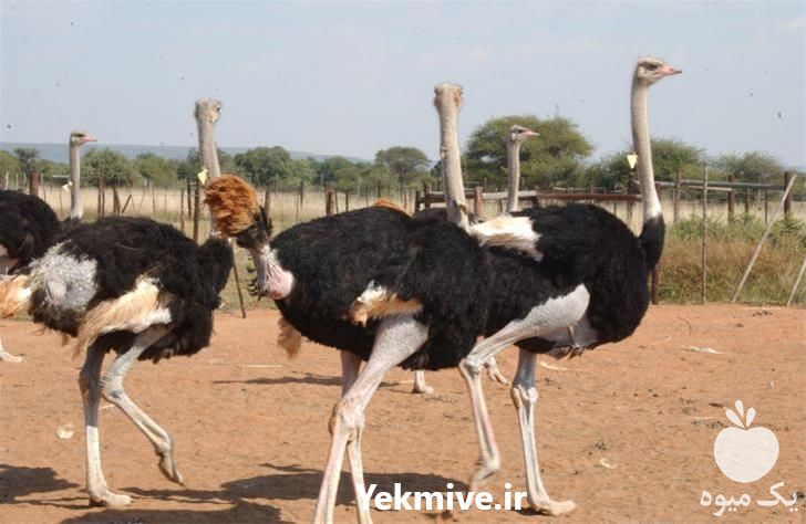 فروش دوره پرورش شترمرغ در تهران در گروه مشاوره - راه اندازی بازاریابی کسب درآمد بهبود کسب و کار در یکمیوه -عکس1
