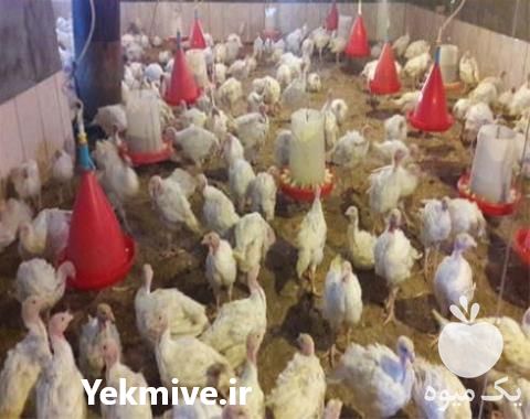 فروش جوجه یک روزه بوقلمون در تهران در گروه مرغ و خروس و بوقلمون و اردک قو قاز در یکمیوه -عکس1