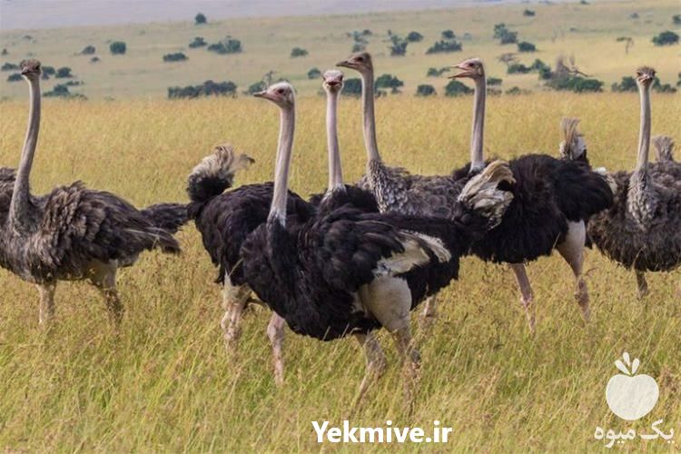 فروش جوجه شترمرغ پرواری در تهران در گروه مرغ و خروس و بوقلمون و اردک قو قاز در یکمیوه -عکس1