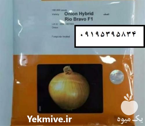 فروش بذر پیاز ریوبراوو در تهران در گروه خرید فروش عمده پیاز - قرمز سفید زرد ترشی تازه انباری در یکمیوه -عکس1