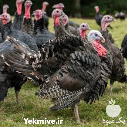 فروش بوقلمون برنز آمریکایی در تهران در گروه مرغ و خروس و بوقلمون و اردک قو قاز در یکمیوه -عکس1