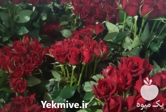 فروش عمده گل شاخه بریده در تهران در گروه خرید فروش عمده گیاهان زینتی - گرمسیری آپارتمانی باغچه آب در یکمیوه -عکس1