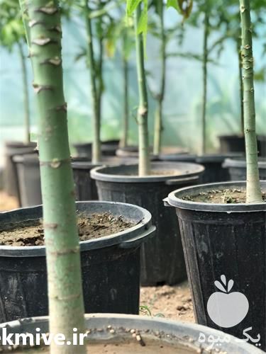 فروش نهال خاص پاپایا در هرمز در گروه خرید فروش نهال - انواع گردو پسته بادام سلطانی انگور در یکمیوه -عکس1