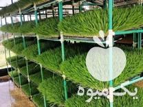 فروش علوفه گاو و گوسفند در مشهد در گروه خوراک دام و طیور - پرواری شیری علوفه یونجه در یکمیوه -عکس1