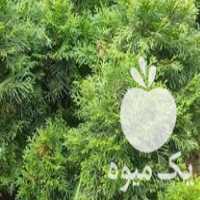 فروش گل و گیاه ویوکا در تنکابن در گروه خرید فروش عمده گیاهان زینتی - گرمسیری آپارتمانی باغچه آب در یکمیوه