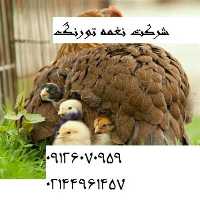 فروش جوجه یکروزه در تهران در گروه مرغ و خروس و بوقلمون و اردک قو قاز در یکمیوه