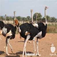 فروش دوره پرورش شترمرغ در تهران در گروه مشاوره - راه اندازی بازاریابی کسب درآمد بهبود کسب و کار در یکمیوه