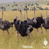 فروش جوجه شترمرغ پرواری در تهران در گروه مرغ و خروس و بوقلمون و اردک قو قاز در یکمیوه