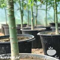 فروش نهال خاص پاپایا در هرمز
