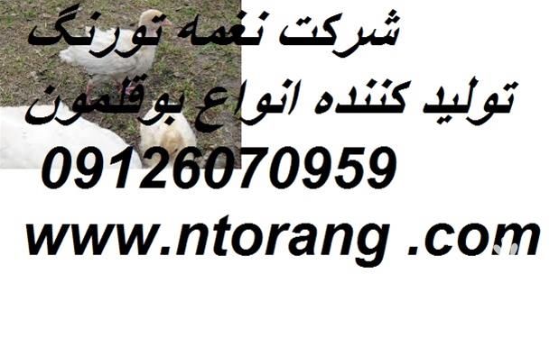 فروش جوجه بی یو تی  در تهران در گروه مرغ و خروس و بوقلمون و اردک قو قاز در یکمیوه -عکس1
