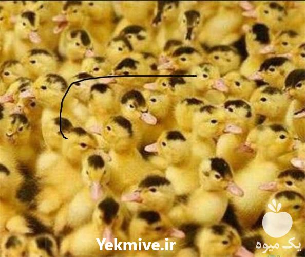 قیمت جوجه اردک گوشتی  در تهران در گروه مرغ و خروس و بوقلمون و اردک قو قاز در یکمیوه -عکس1