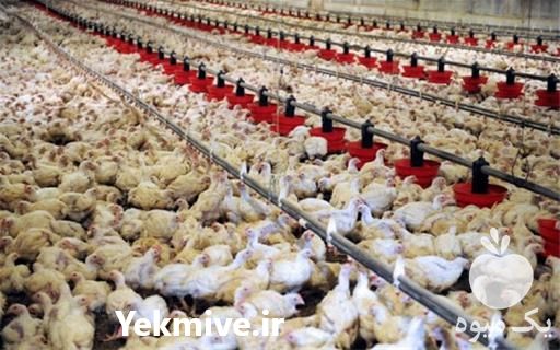 فروش عمده جوجه یک روزه گلپایگانی در تهران در گروه مرغ و خروس و بوقلمون و اردک قو قاز در یکمیوه -عکس1